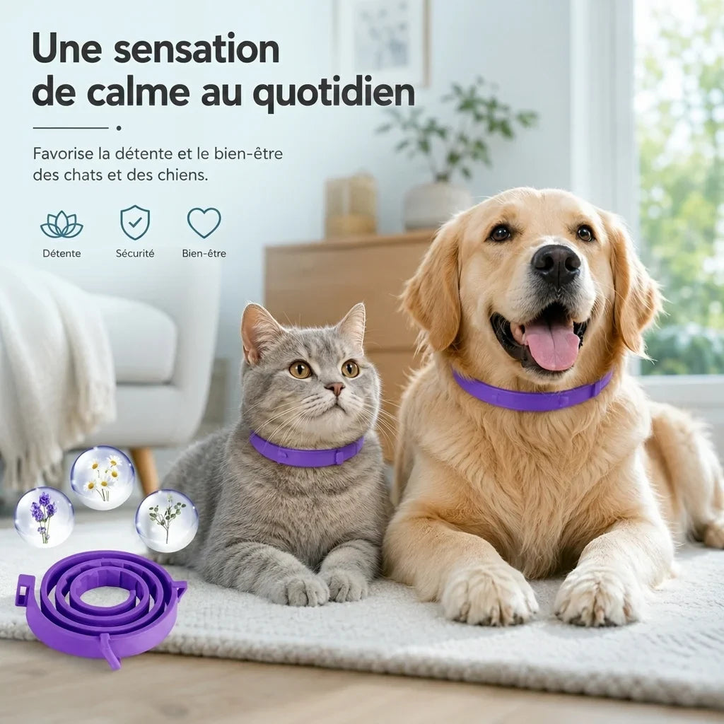 Collier apaisant chat et chien en situation, animal calme et detendu